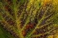 Autumn grape leaf Royalty Free Stock Photo