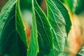 Autumn Grape leaf on grapevine, close-up. macro photo selected focus Royalty Free Stock Photo