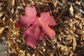 Autumn grape leaf. Royalty Free Stock Photo