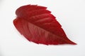 Autumn grape leaf. Royalty Free Stock Photo