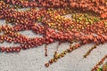 Autumn grape leaves on the wall Royalty Free Stock Photo