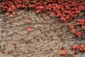 Autumn grape leaves on the wall Royalty Free Stock Photo