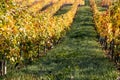 Autumn grapevine near Gamlitz with colorcontrast of yellow vine leafs and a green band of grass between downhill view