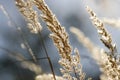 Autumn grass Royalty Free Stock Photo