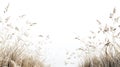 Field of Dry Grasses in the Wind against White Background Royalty Free Stock Photo