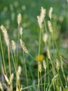 Autumn grass, close-up, partial focus, blurred background. The park. Space for text Royalty Free Stock Photo
