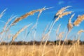 Golden field against the blue sky