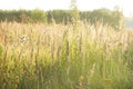 Autumn grass in the morning sunlight. country Landscape