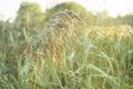 Autumn grass in the morning sunlight. country Landscape