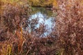 Autumn grass at small pond