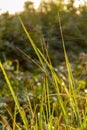 Autumn grass stalks with morning dew drops, a cobweb between the grass Royalty Free Stock Photo