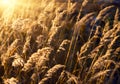 Autumn grass and sunset Royalty Free Stock Photo