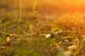 Autumn grass in sunset sunshine. Green yellow orange abstract nature blurred background. Macro, bokeh Royalty Free Stock Photo