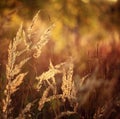 Autumn grass sunset texture background Royalty Free Stock Photo