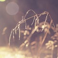 Autumn grass with water drops during the rain