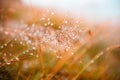 Autumn grass with water drops during the rain Royalty Free Stock Photo