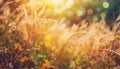 Autumn grass and wildflower background with sunlight. Blurred bokeh background