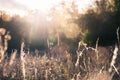 Autumn grasses in a field at sunset. Royalty Free Stock Photo