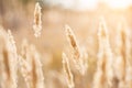 Autumn grasses in the field at sunset Royalty Free Stock Photo