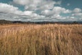 Autumn Grassland