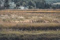 Autumn Grassland