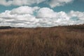 Autumn Grassland