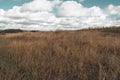 Autumn Grassland