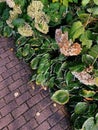 Autumn green bush with white flowers. Foliage on a sidewalk Royalty Free Stock Photo