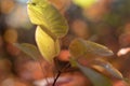 Autumn green coral leaves blurred abstract colorful background Royalty Free Stock Photo