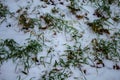 Frosen green crops under snow