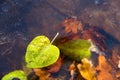 Autumn green fallen leaf and dry leaves freezing into ice. First ice on the surface of the water Royalty Free Stock Photo