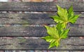 Autumn green leaf over wooden bench with copy space