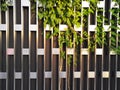 Autumn green leaves of wild climbing grapes on city fence. Geometric metal fence and green autumn leaves background Royalty Free Stock Photo