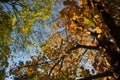 Autumn, green and orange leaf