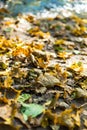 Autumn green and yellow fallen leaves on ground in park abstract conseptual fall blurred background Royalty Free Stock Photo