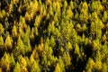 Autumn green and yellow pine trees in the mountain forest near Matterhorn , Zermatt , Switzerland