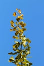 Autumn greeting card with blue background and yellow autumn branches. Copispeses for the inscription. Yellow autumn leaves on the