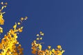 Autumn greeting card with blue background and yellow autumn branches. Copispeses for the inscription. Yellow autumn leaves on the