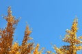Autumn greeting card with blue background and yellow autumn branches. Copispeses for the inscription. Yellow autumn leaves on the