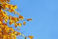 Autumn greeting card with blue background and yellow autumn branches. Copispeses for the inscription. Yellow autumn leaves on the