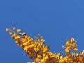 Autumn greeting card with blue background and yellow autumn branches. Copispeses for the inscription. Yellow autumn leaves on the