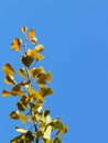 Autumn greeting card with blue background and yellow autumn branches. Copispeses for the inscription. Yellow autumn leaves on the