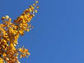 Autumn greeting card with blue background and yellow autumn branches. Copispeses for the inscription. Yellow autumn leaves on the