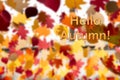 Autumn greeting card with colorful leaves