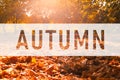 Autumn, greeting text on colorful fall leaves