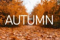 AUTUMN, greeting text on colorful fall leaves background. AUTUMN text. Word Autumn. Creative nature concept Royalty Free Stock Photo