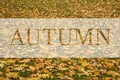 AUTUMN, greeting text on colorful fall leaves background. AUTUMN text. Word Autumn. Creative nature concept. Minimal flat lay. Royalty Free Stock Photo