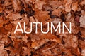 AUTUMN, greeting text on colorful fall leaves background. AUTUMN text. Word Autumn. Creative nature concept. Minimal flat lay. Royalty Free Stock Photo