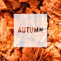 Autumn, greeting text on colorful fall leaves background. Word Autumn with colorful leaves Royalty Free Stock Photo