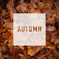 AUTUMN, greeting text on colorful fall leaves background. AUTUMN text. Word Autumn. Creative nature concept. Minimal flat lay Royalty Free Stock Photo